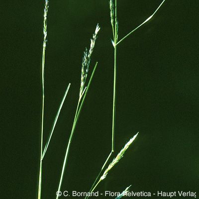Sporobolus vaginiflorus (A. Gray) Alph. Wood, © 2022, Christophe Bornand – Flora Helvetica – Haupt Verlag