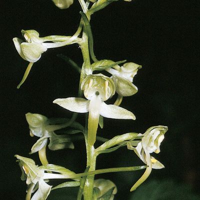 Platanthera chlorantha (Custer) Rchb., © 2022, Konrad Lauber – Flora Helvetica – Haupt Verlag