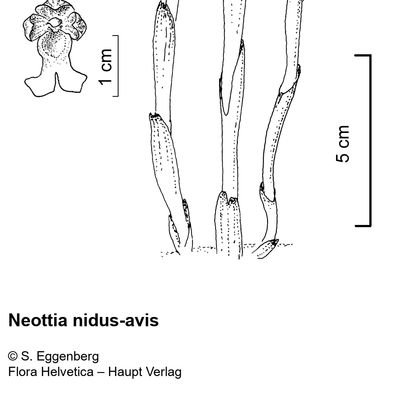 Neottia nidus-avis (L.) Rich., 2 December 2022, © 2022, Stefan Eggenberg – Flora Vegetativa - Haupt Verlag