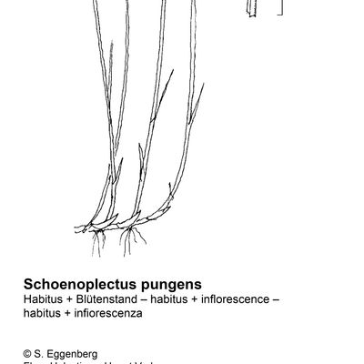 Schoenoplectus pungens (Vahl) Palla, 7 January 2021, © 2022, Stefan Eggenberg – Flora Vegetativa - Haupt Verlag