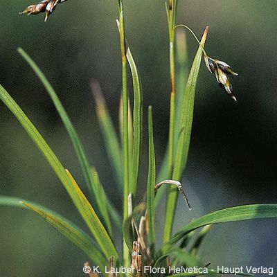 Carex capillaris L., © 2022, Konrad Lauber – Flora Helvetica – Haupt Verlag