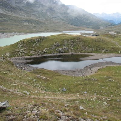Nitella gracilis (Sm.) C. Agardh, © 2007, J.-B. Lachavanne – Lac du col de la Bernina, une des deux stations suisses de Nitella gracilis en altitude (2222 m).