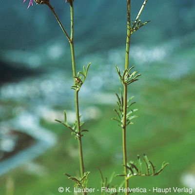 Centaurea scabiosa subsp. grinensis (Reut.) Nyman, © 2022, Konrad Lauber – Flora Helvetica – Haupt Verlag
