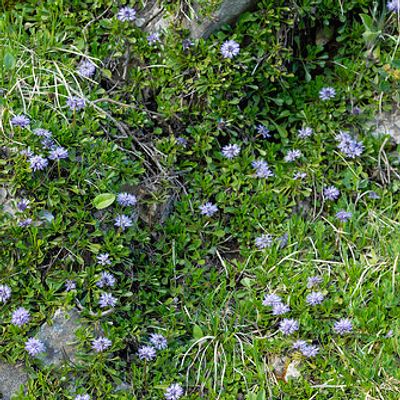 Globularia cordifolia L., © 2007, Beat Bäumler – La Dôle (VD)