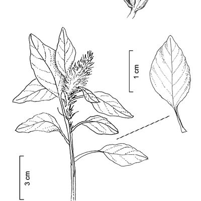 Amaranthus retroflexus L., © 2022, Stefan Eggenberg – Flora Vegetativa © Haupt Verlag