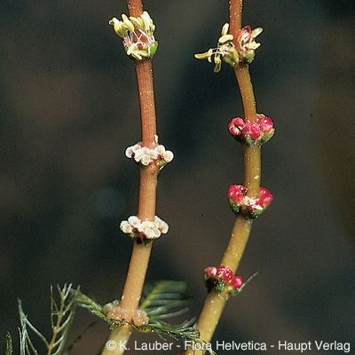 Myriophyllum spicatum L., © 2022, Konrad Lauber – Flora Helvetica – Haupt Verlag