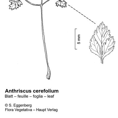 Anthriscus cerefolium (L.) Hoffm., 12 January 2023, © 2022, Stefan Eggenberg – Flora Vegetativa © Haupt Verlag