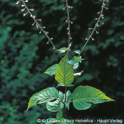 Circaea lutetiana L., © 2022, Konrad Lauber – Flora Helvetica – Haupt Verlag