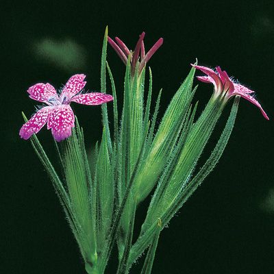 Dianthus armeria L., © 2022, Konrad Lauber – Flora Helvetica – Haupt Verlag