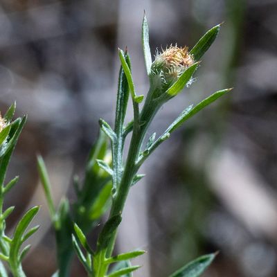 Centaurea valesiaca (DC.) Jord., 8 June 2017, Françoise Alsaker – Asteraceae