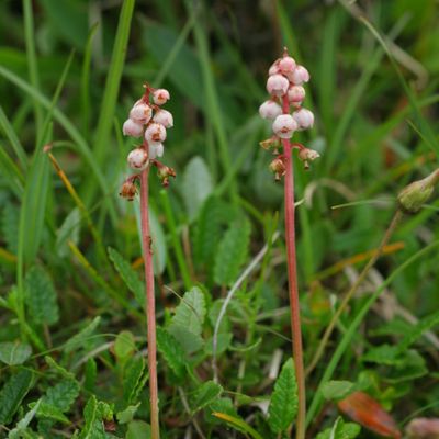 Pyrola minor L., © Copyright Christophe Bornand