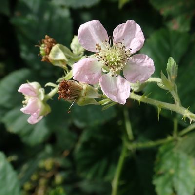 Rubus mercieri Genev., © Copyright Christophe Bornand