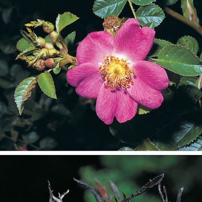 Rosa rubiginosa L., © 2022, Konrad Lauber – Flora Helvetica – Haupt Verlag