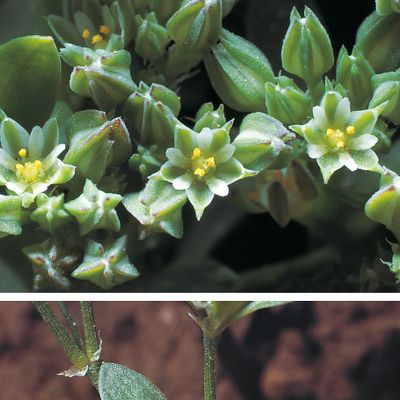 Polycarpon tetraphyllum (L.) L., © 2022, Konrad Lauber – Flora Helvetica – Haupt Verlag