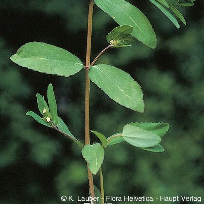 Euphorbia nutans Lag., © 2022, Konrad Lauber – Flora Helvetica – Haupt Verlag