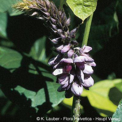 Pueraria lobata (Willd.) Ohwi, © 2022, Konrad Lauber – Flora Helvetica – Haupt Verlag