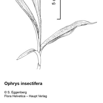 Ophrys insectifera L., 2 December 2022, © 2022, Stefan Eggenberg – Flora Vegetativa - Haupt Verlag