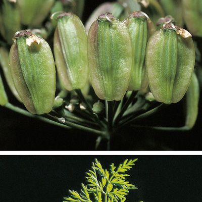 Peucedanum austriacum (Jacq.) W. D. J. Koch subsp. austriacum, © 2022, Konrad Lauber – Flora Helvetica – Haupt Verlag