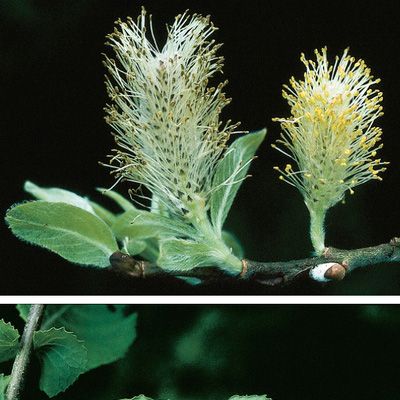 Salix appendiculata Vill., © 2022, Konrad Lauber – Flora Helvetica – Haupt Verlag