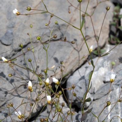 Linum catharticum L., 10 July 2018, © Copyright Françoise Alsaker – Lineaceae