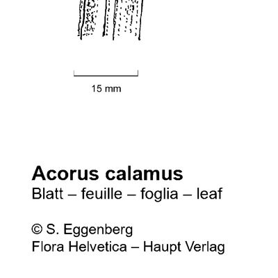 Acorus calamus L., 7 January 2021, © 2022, Stefan Eggenberg – Flora Helvetica – Haupt Verlag