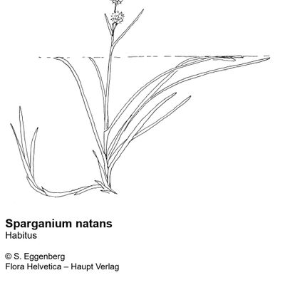 Sparganium natans L., 25 January 2022, © 2022, Stefan Eggenberg – Flora Vegetativa © Haupt Verlag