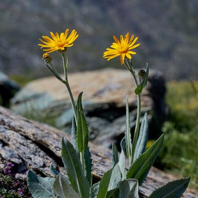 Senecio doronicum (L.) L., © 2022, Hugh Knott – Zermatt