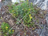 5/15 - © Copyright 2017 Patrice Prunier – III.3.4.2.3 - Galeopsietum angustifoliae, Tchlin CH-GR
