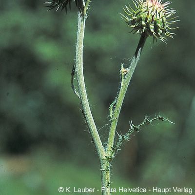 Carduus nutans subsp. platylepis (Rchb. & Saut.) Nyman, © 2022, Konrad Lauber – Flora Helvetica – Haupt Verlag