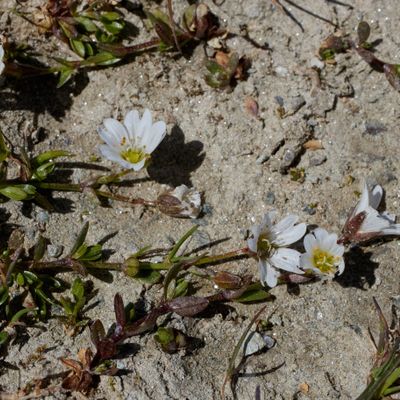 Cerastium cerastoides (L.) Britton, © 2022, Hugh Knott – Zermatt
