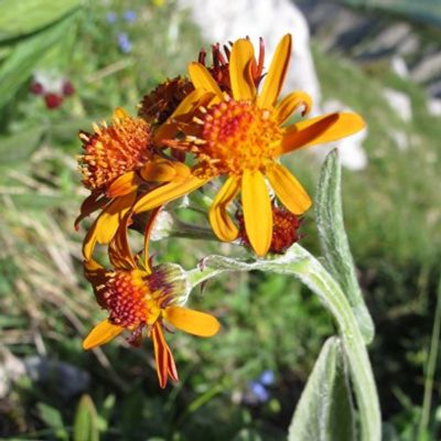 Tephroseris capitata (Wahlenb.) Griseb. & Schenk, © 2011, Michael Jutzi – Oberwil i. S., Widdersgrind