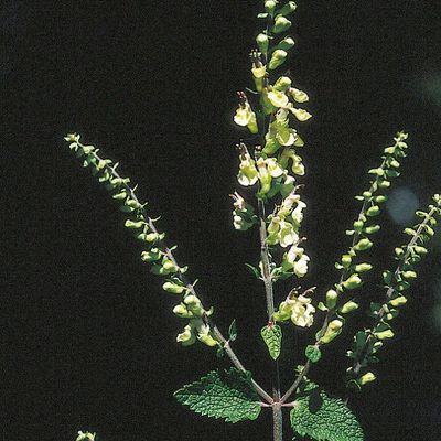 Teucrium scorodonia L., © 2022, Konrad Lauber – Flora Helvetica – Haupt Verlag
