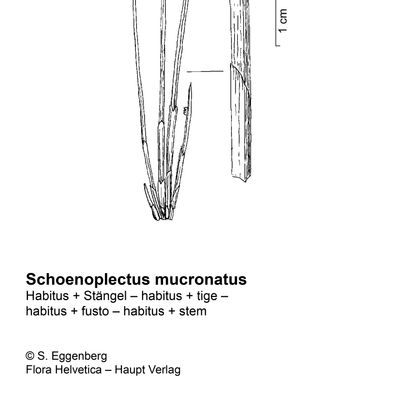 Schoenoplectus mucronatus (L.) Palla, 10 December 2020, © 2022, Stefan Eggenberg – Flora Vegetativa - Haupt Verlag