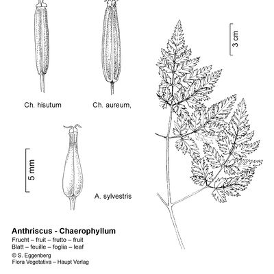 Chaerophyllum aureum L., 12 January 2023, © 2022, Stefan Eggenberg – Flora Vegetativa © Haupt Verlag