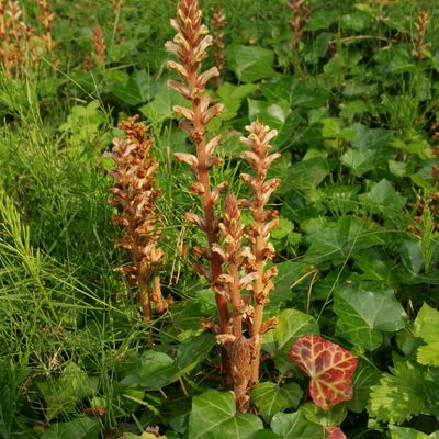 Orobanche hederae Duby, © Copyright Christophe Bornand