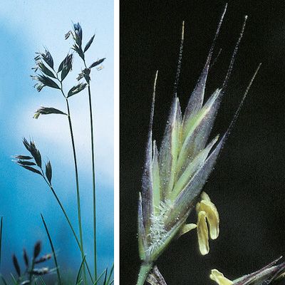 Festuca halleri aggr., © 2022, Konrad Lauber – Flora Helvetica – Haupt Verlag