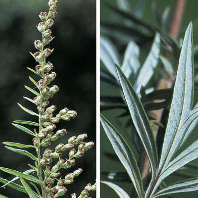 Artemisia verlotiorum Lamotte, © 2022, Konrad Lauber – Flora Helvetica – Haupt Verlag
