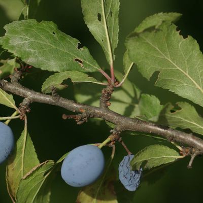 Prunus spinosa L., © Copyright Christophe Bornand