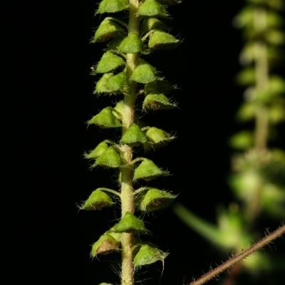 Ambrosia artemisiifolia L., © Copyright Christophe Bornand