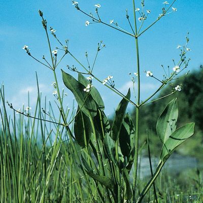 Alisma plantago-aquatica L., © 2022, Konrad Lauber – Flora Helvetica – Haupt Verlag