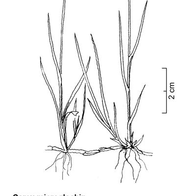 Carex microglochin Wahlenb., 2 December 2022, © 2022, Sacha Wettstein – Flora Vegetativa - Haupt Verlag