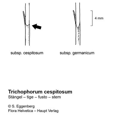 Trichophorum cespitosum (L.) Hartm., 7 January 2021, © 2022, Stefan Eggenberg – Flora Vegetativa - Haupt Verlag