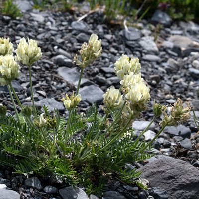 Oxytropis campestris (L.) DC., 2 July 2019, Françoise Alsaker – Fabaceae
