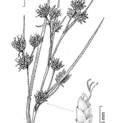 Cladium mariscus (L.) Pohl, 2 December 2022, © 2022, Stefan Eggenberg – Flora Vegetativa - Haupt Verlag