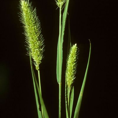 Setaria viridis (L.) P. Beauv., © Copyright Christophe Bornand