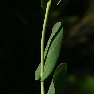 Conringia orientalis (L.) Dumort., © Copyright Christophe Bornand