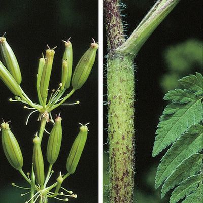 Chaerophyllum aureum L., © 2022, Konrad Lauber – Flora Helvetica – Haupt Verlag