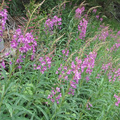 Epilobium angustifolium L., 23 July 2009, © 2009, Peter Bolliger – Zermatt