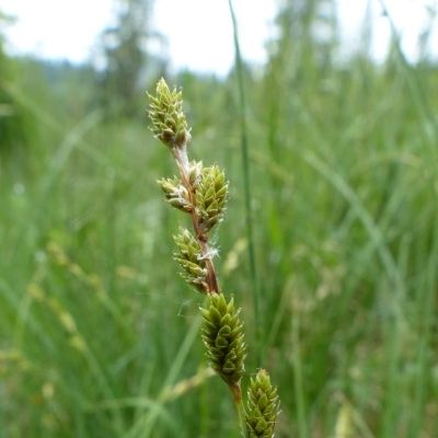 Carex canescens L., © 2014, R. & P. Bolliger – Saignelégier (JU)