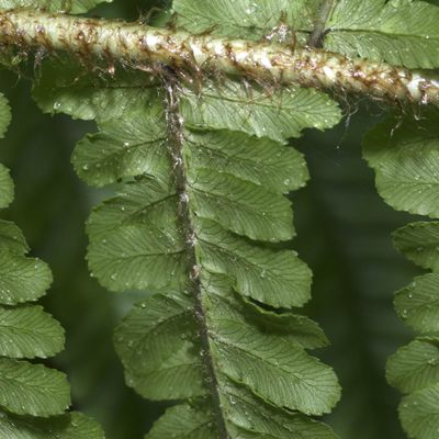 Dryopteris affinis (Lowe) Fraser-Jenk., 23 May 2018, © Copyright Françoise Alsaker